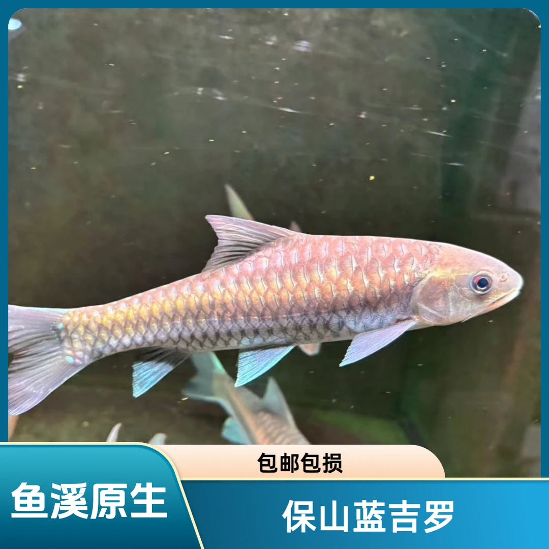 保山蓝吉罗观赏鱼吉罗野生原生鱼新光唇云南观赏鱼活体