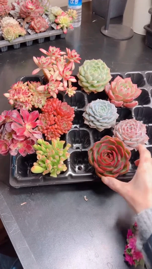 叛****子指定十棵无土多肉