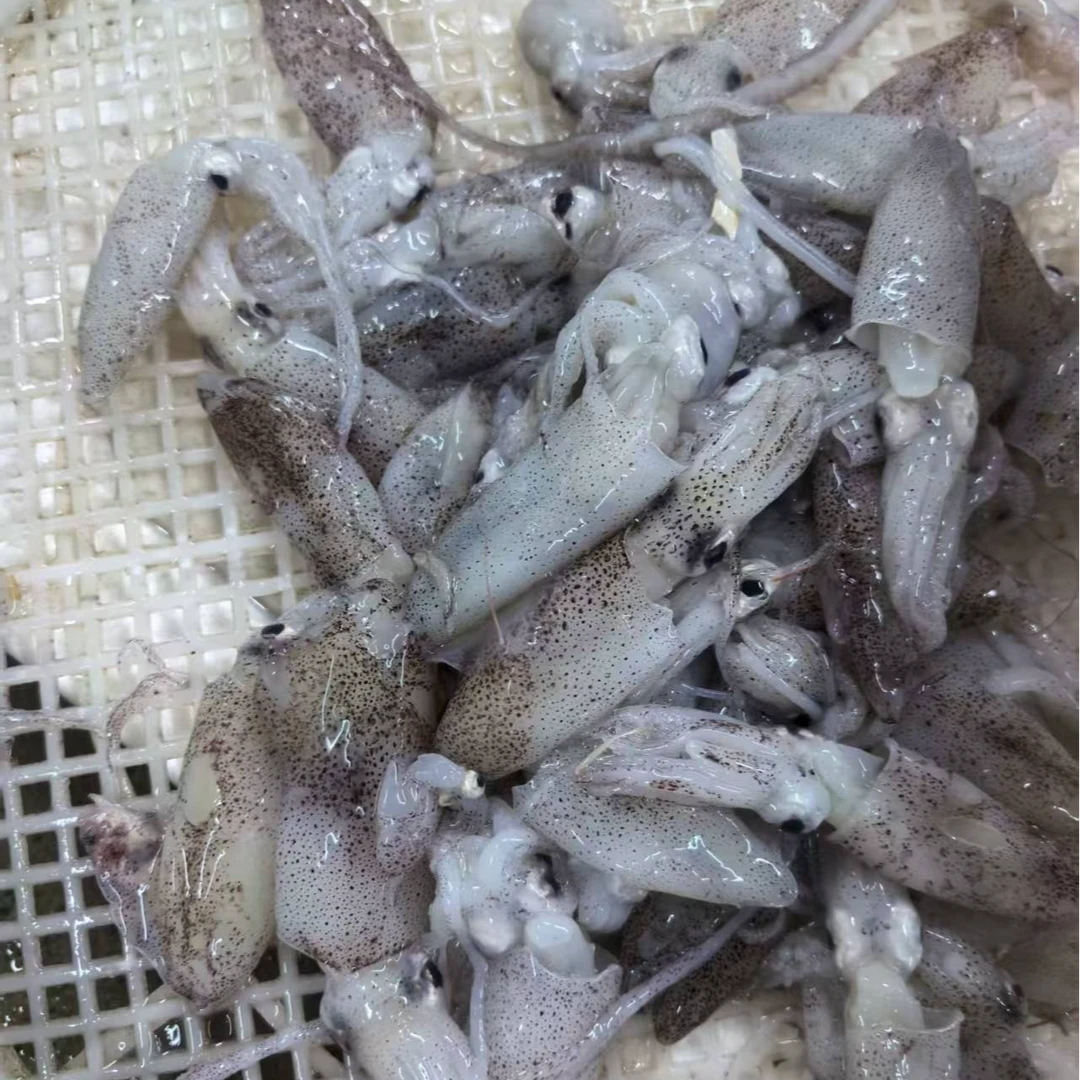 码头直发 大连野生海捕海兔（顺丰包邮 ）
