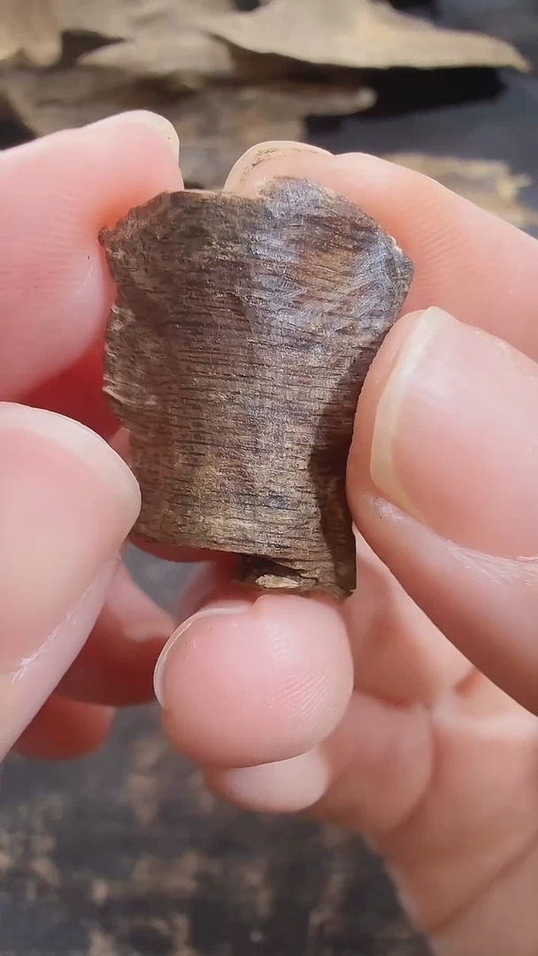 海南黎母山沉水树心虫漏 0.5克