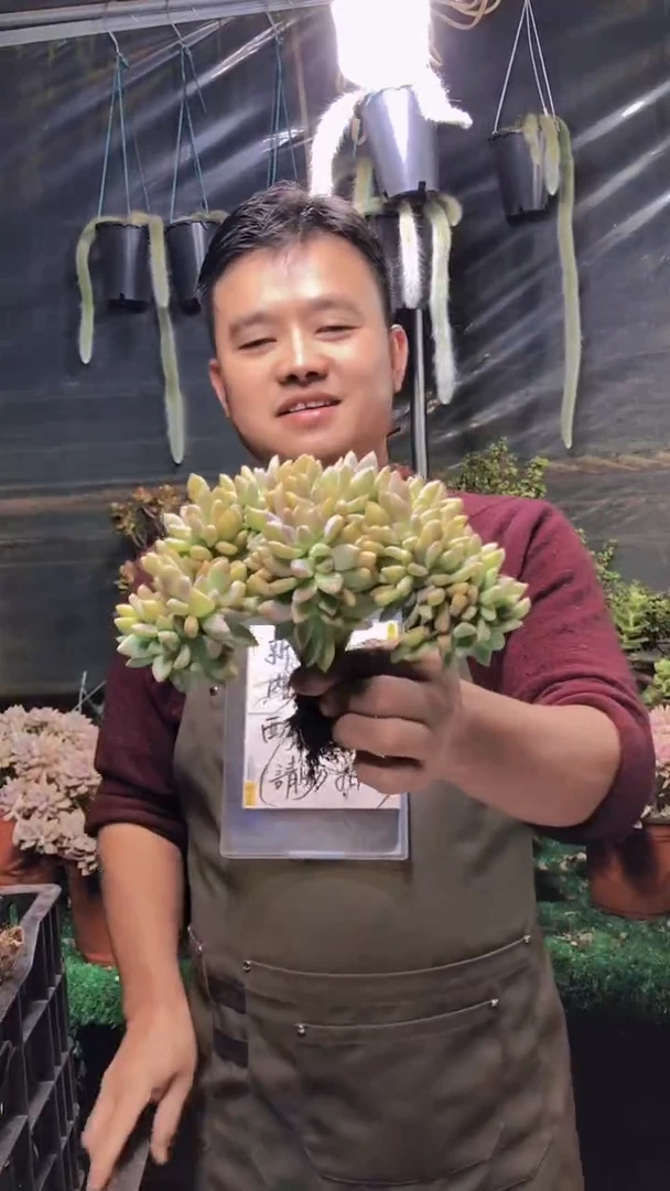 190雪缀化一物一拍