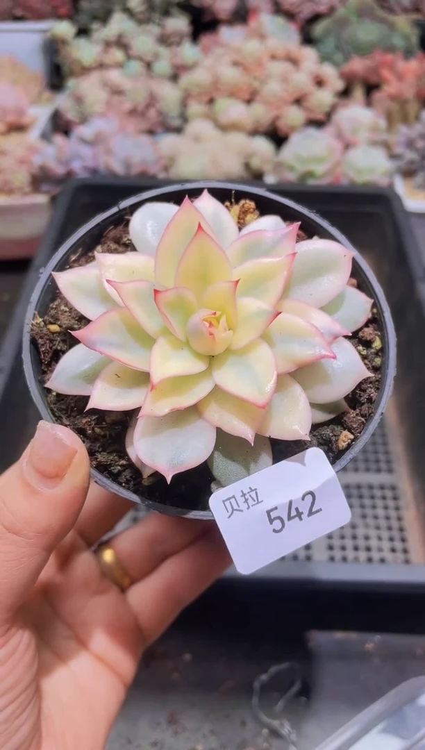 【闪购商品】542月光女神锦