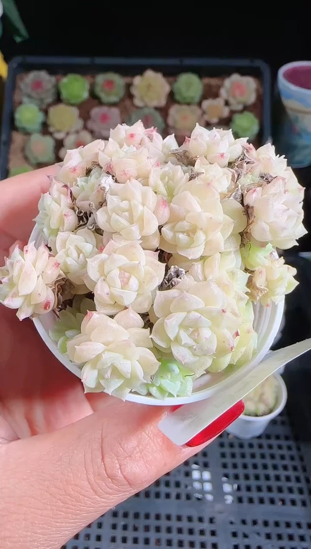 1102-142麦秆群不包整