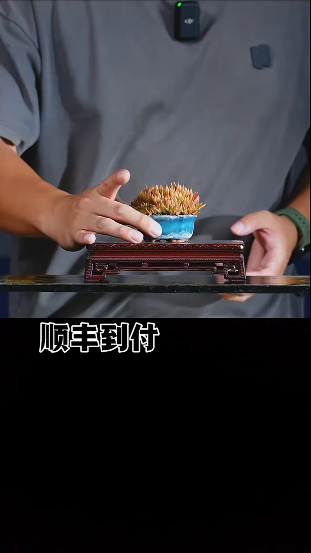 无花朵瓦松一颗...