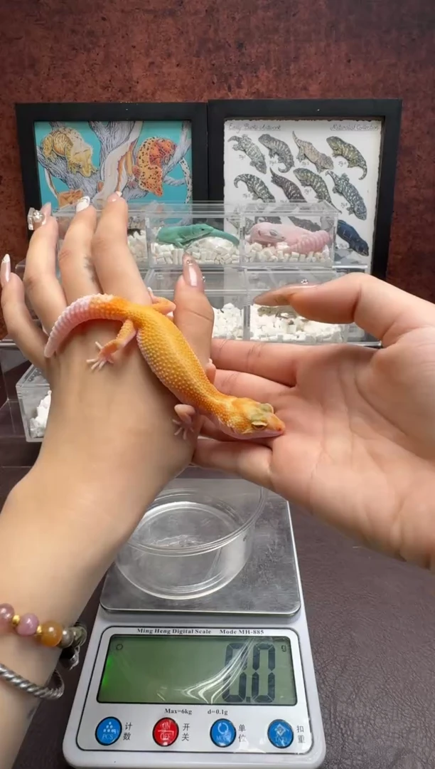 睫角守宫鳞与尾 Scale Tail 爬宠