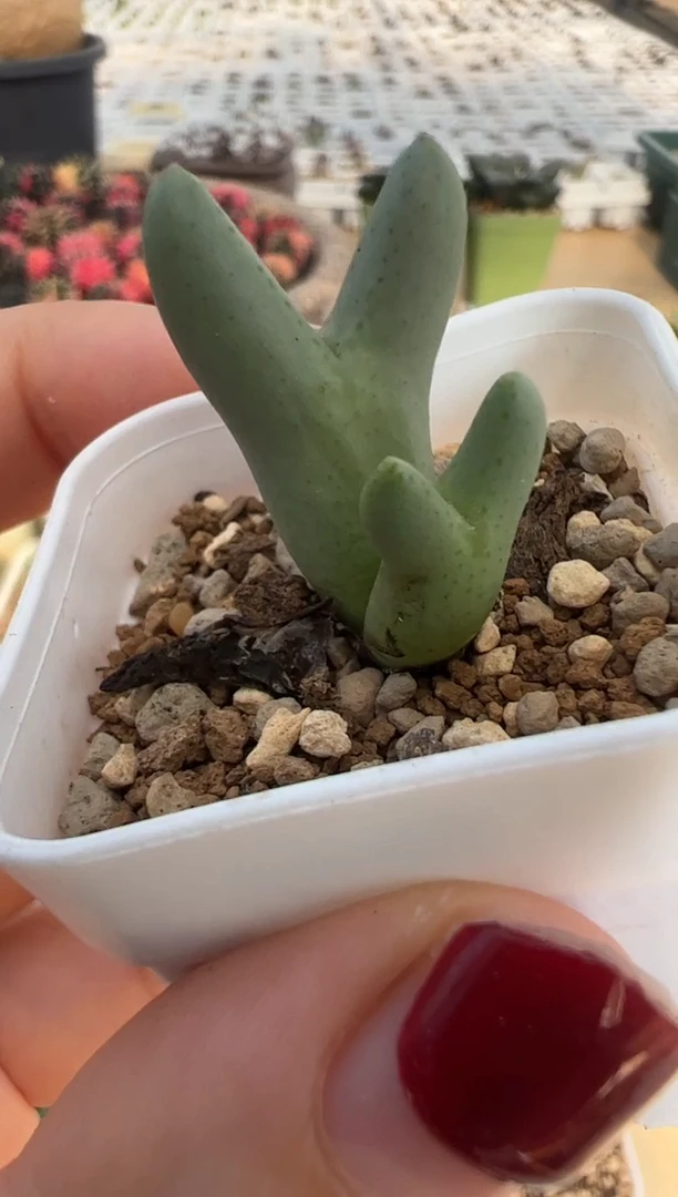 5。。。。。。。。。。。。。。。