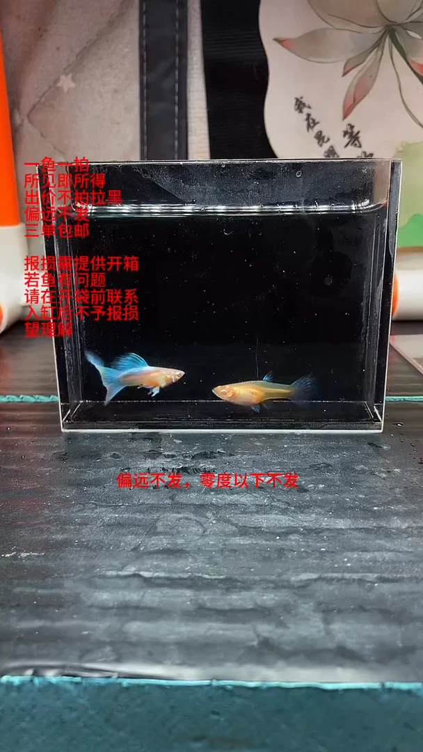 孔雀鱼孔雀鱼 09