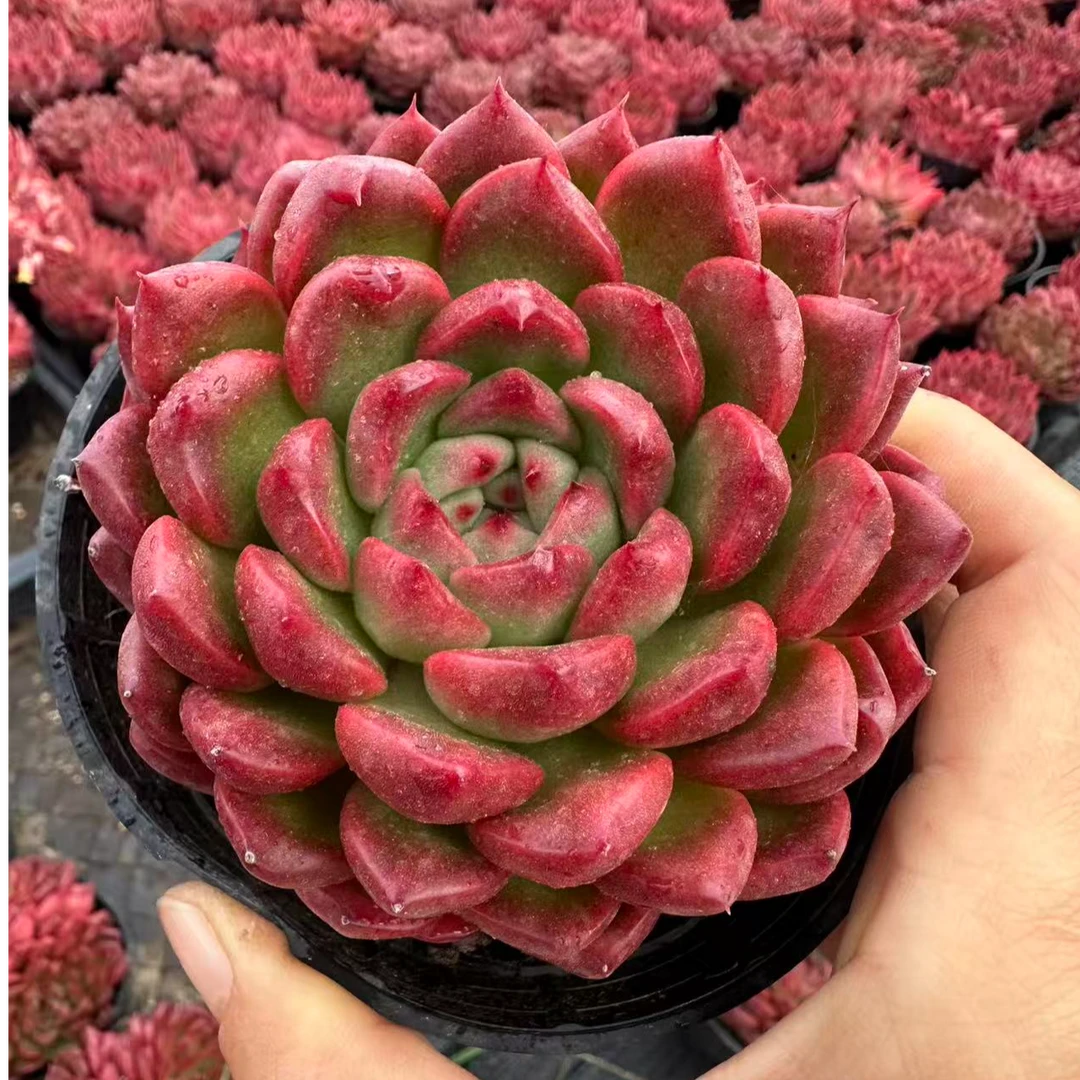 10#钢铁侠单头及多头起多肉植物 前男友精品多肉 SM0651