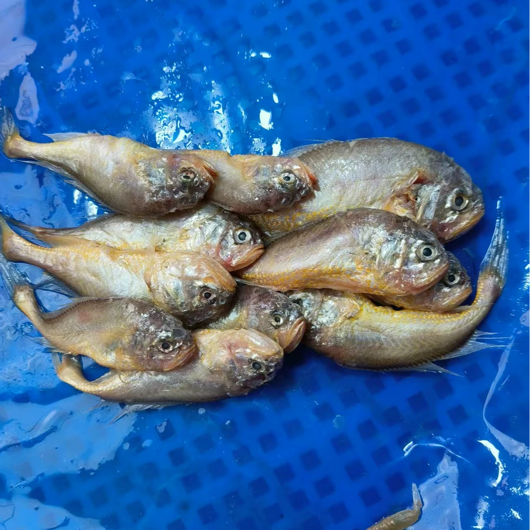 大连本地海捕野生残大头宝  （4斤装）顺丰包邮（残）