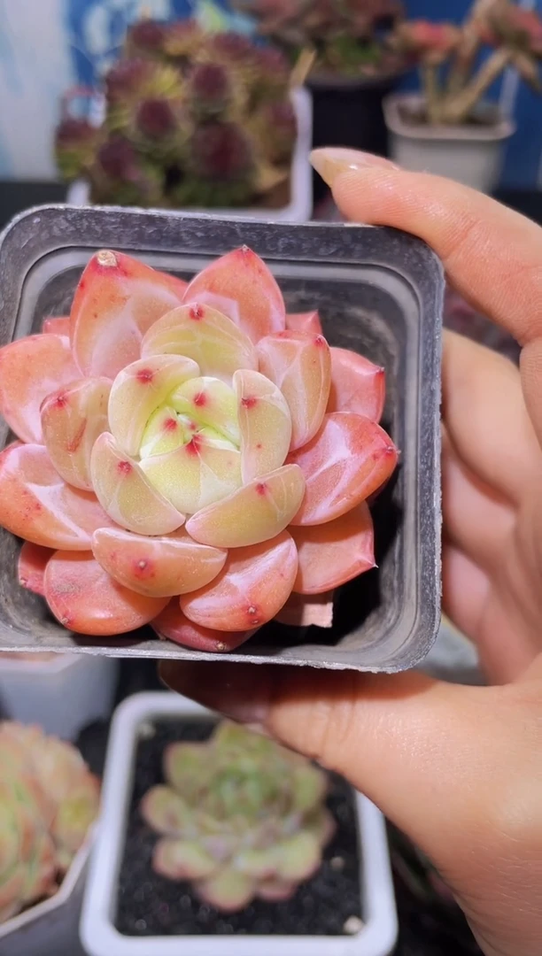 【闪购商品】394宝珠Q橙