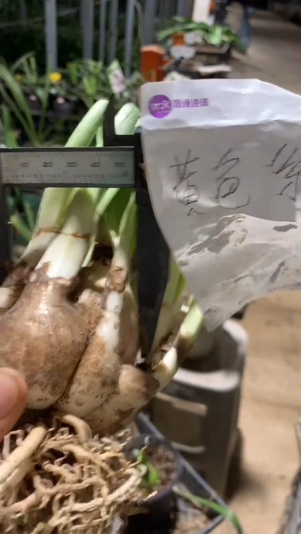 当前无花栽培后可以开花黄色系4cm+