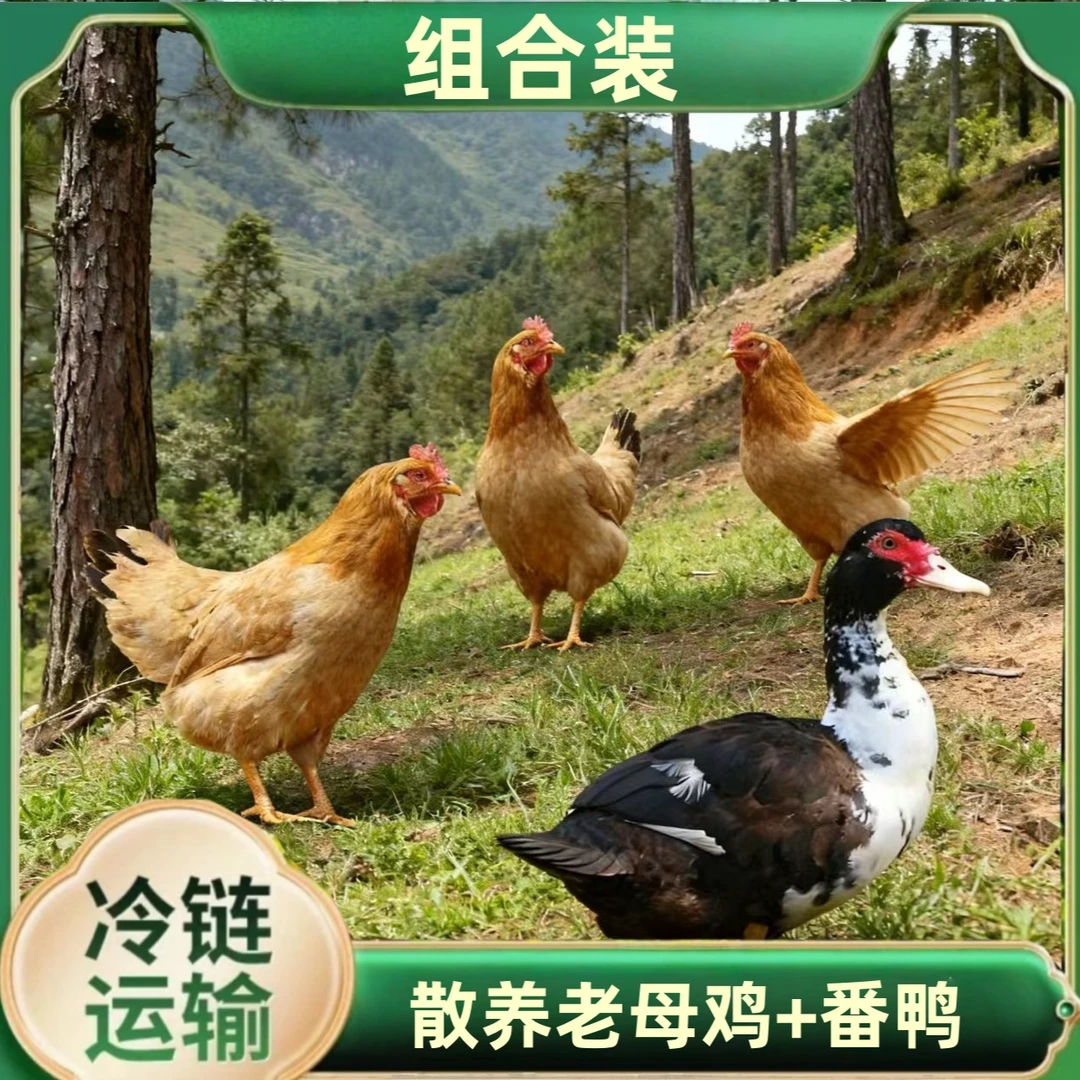 【娟娟5】放养3只3年老母鸡 赠1只番鸭 共4只净重共11-12斤支持试吃