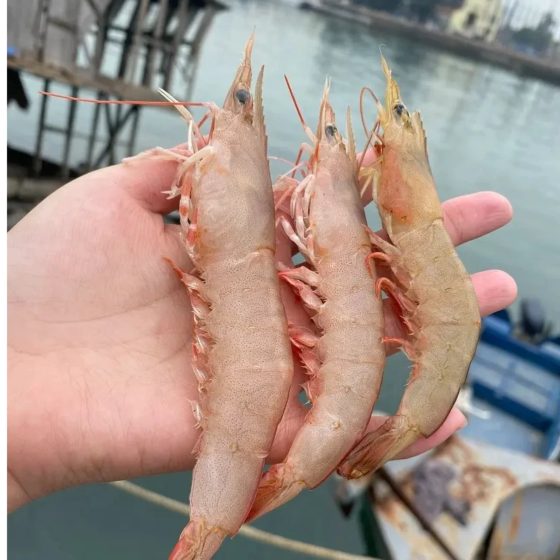 3斤野生麻虾（明卢）纯天然海虾顺丰包邮