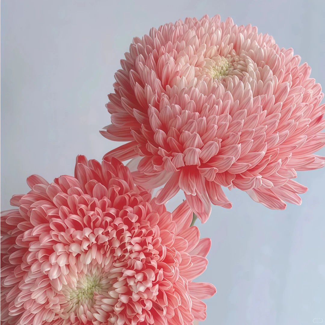 【一品花集】【女神】牡丹菊 云南昆明基地直发家用鲜花