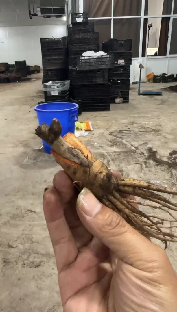 ?笑脸  69  火舞嫁接