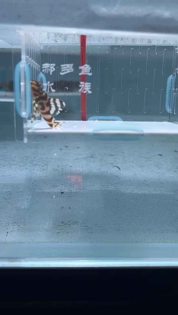 清道夫4.2不包入缸损6