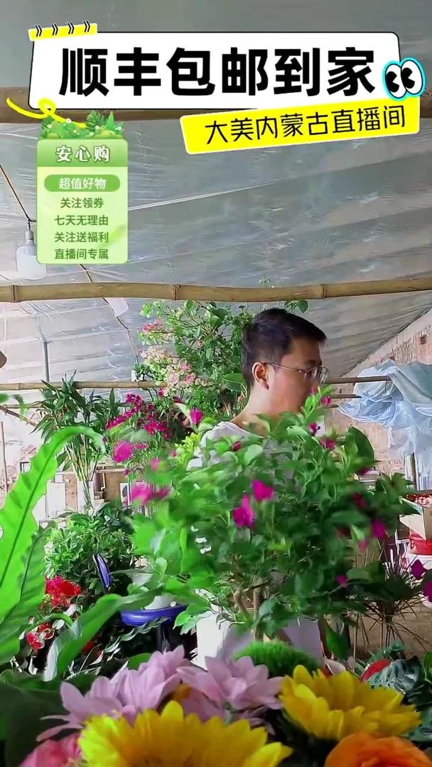 完全开放四年桩云南紫三角梅