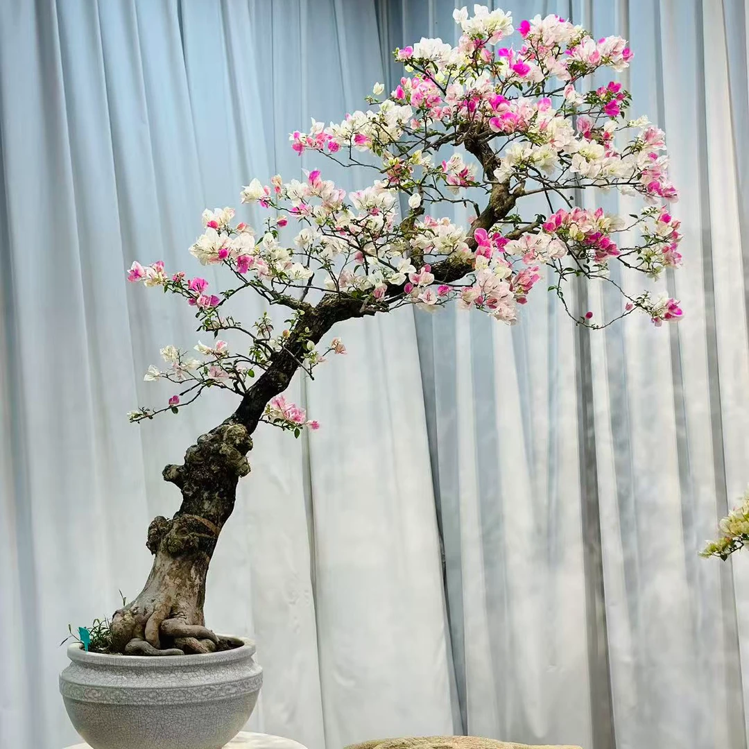 精品三角梅漳红缨造型盆景客厅阳台盆景庭院勤花高端老桩四季开花