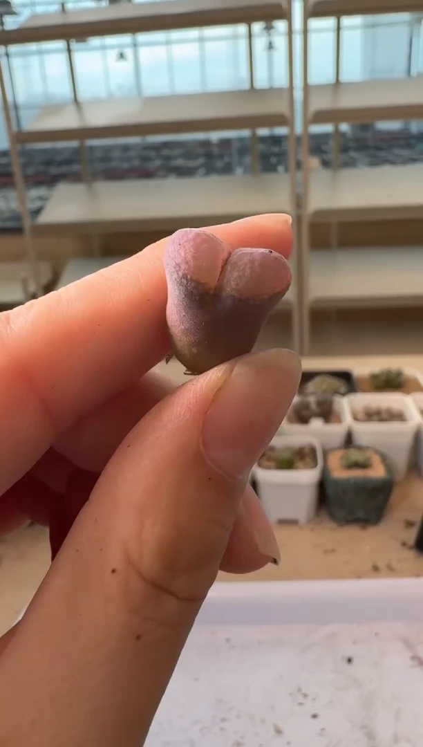 24-187多肉植物肉锥