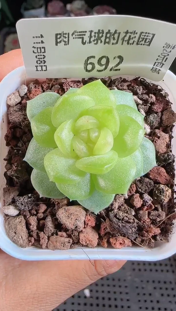 1108-692碧琉璃麦秆群不包整