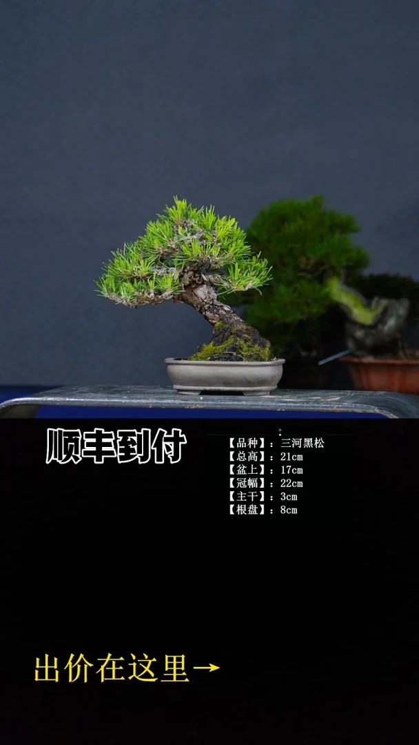 无花朵易*川三河黑松 不包邮