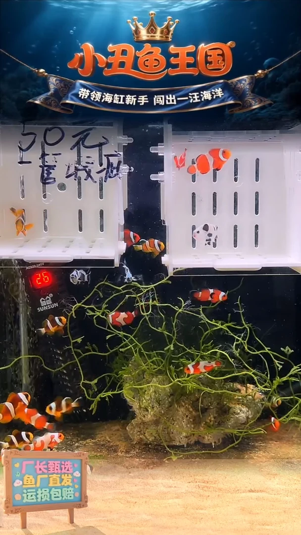 海水一只熊猫3.5-4一只公子3-3.5一只奥黑3-3.5金砖3-3.5全品