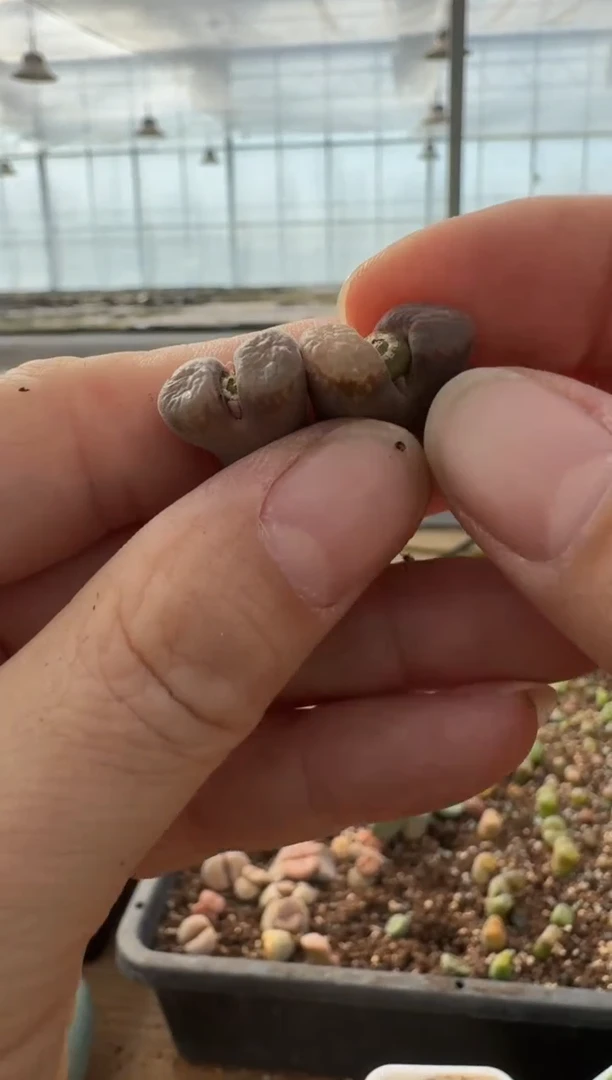 【闪购商品】7-356