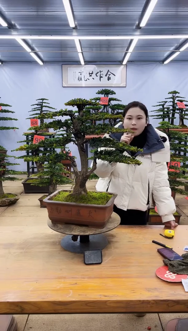 【闪购商品】高端盆景一物一拍，所见即所得