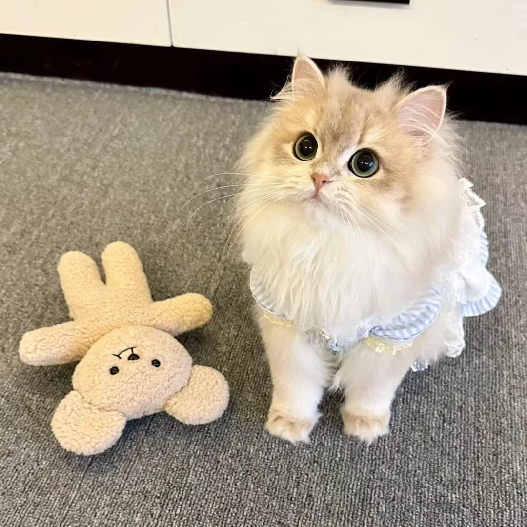 可爱的特价猫咪快拍