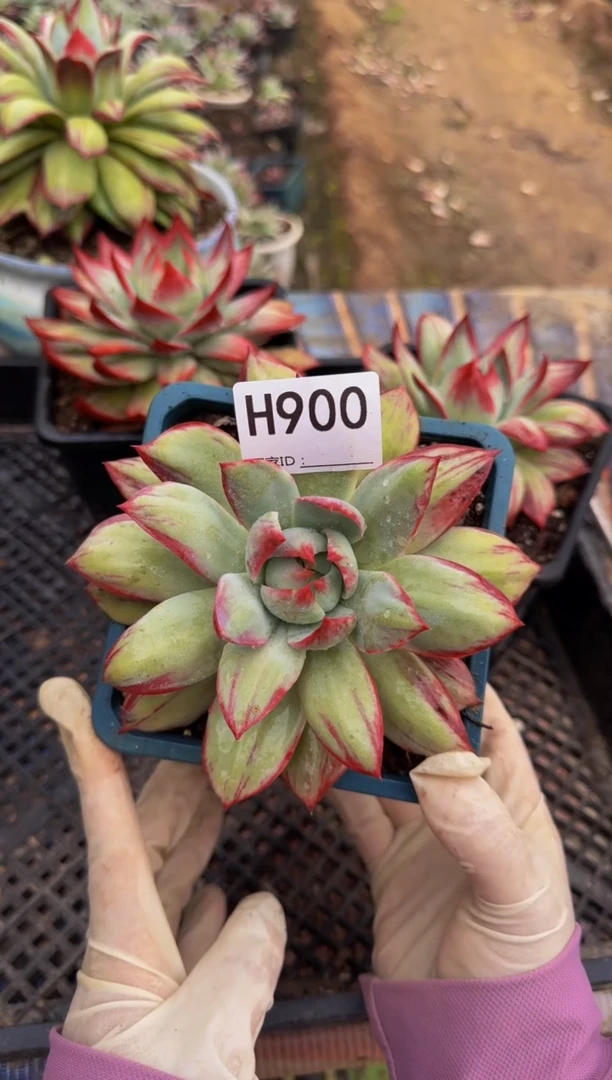 H900惊鸿仙子（裸根发货）