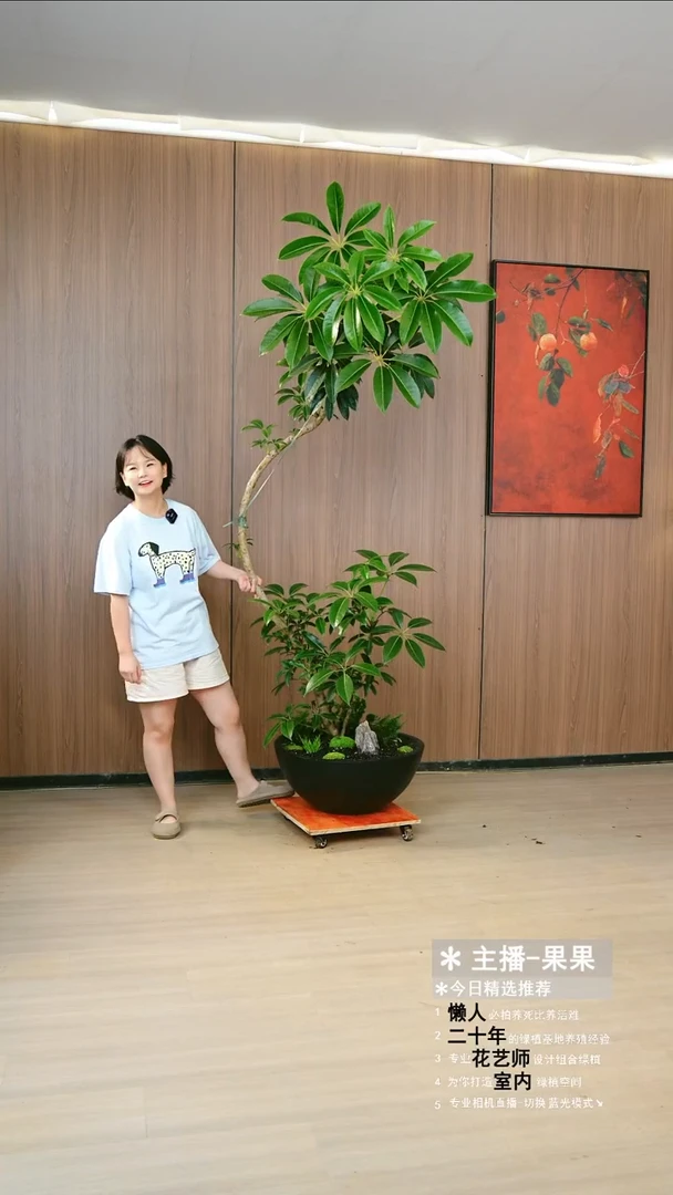 完全开放雾****s保罗大叶伞