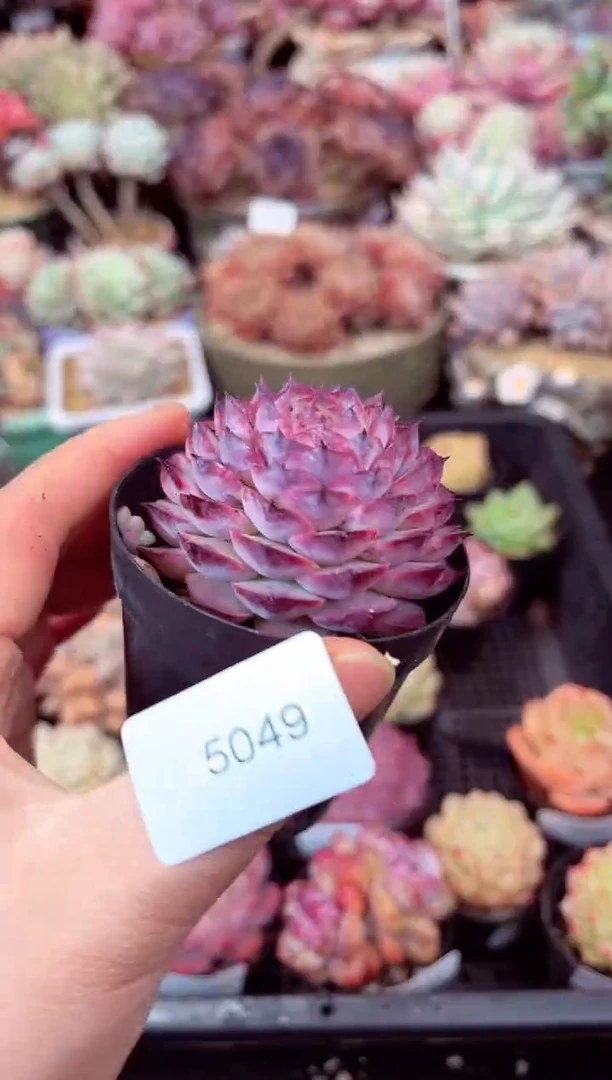 【闪购商品】5049单头朱砂痣多肉