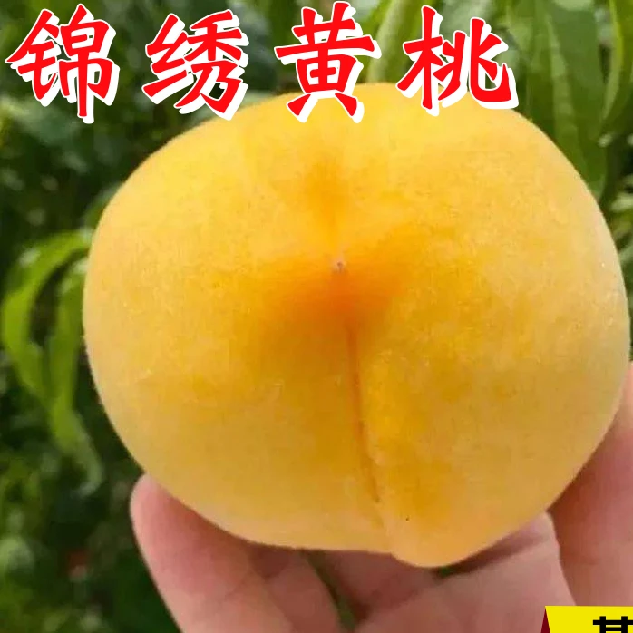 锦绣黄桃树苗嫁接南北方特大耐寒桃树苗地栽盆栽阳台种植当年结果