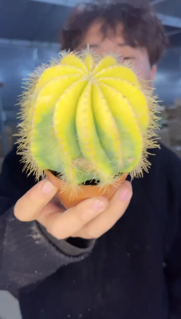 【闪购商品】2颗 大单头 银光锦