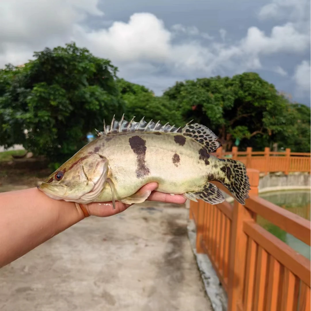 鳜鱼苗猛斑苗淡水养殖凶猛肉食活体鱼苗翘嘴鳜鱼苗鳜鱼鱼苗