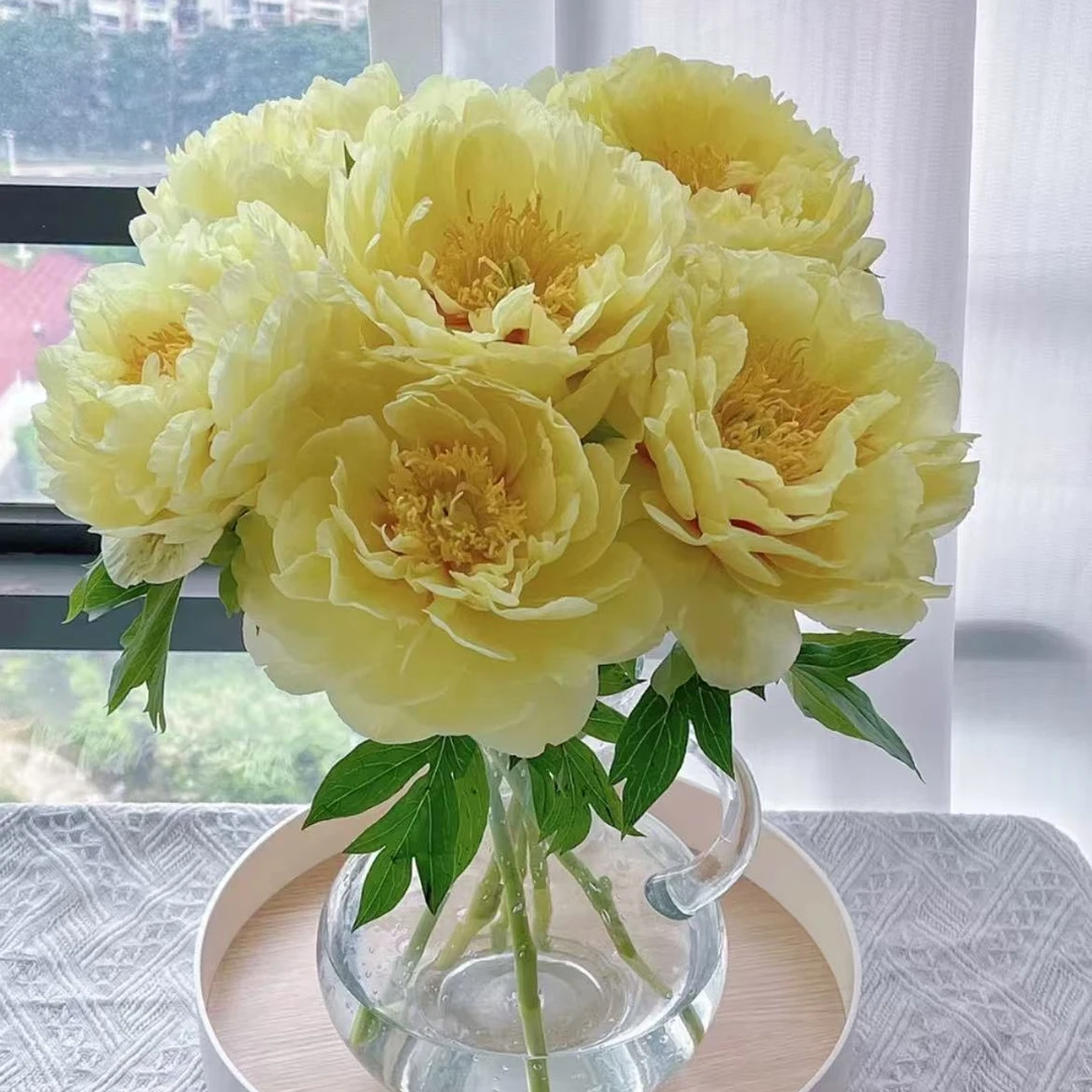 【现货】【 芭次拉·牡丹芍药】现切 头茬 芭茨拉五支  产地直发