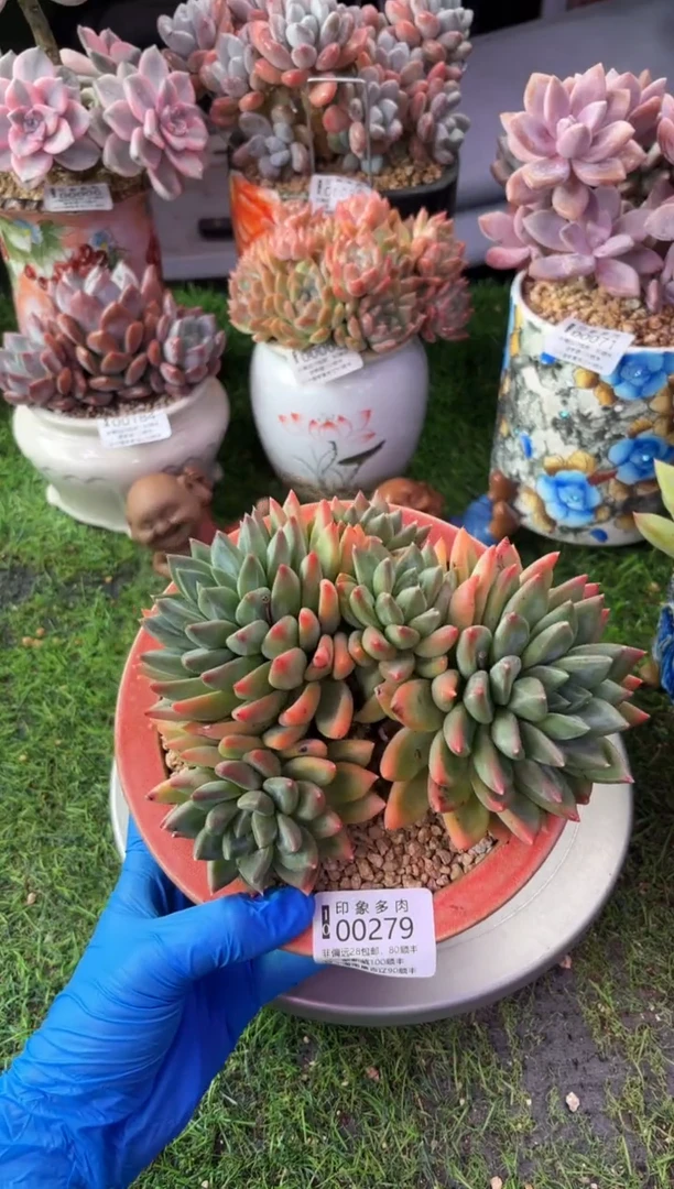 昆明印象多肉00279