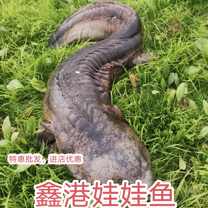 鲜活养殖娃娃鱼生鲜淡水水产食用滋补顺丰包邮