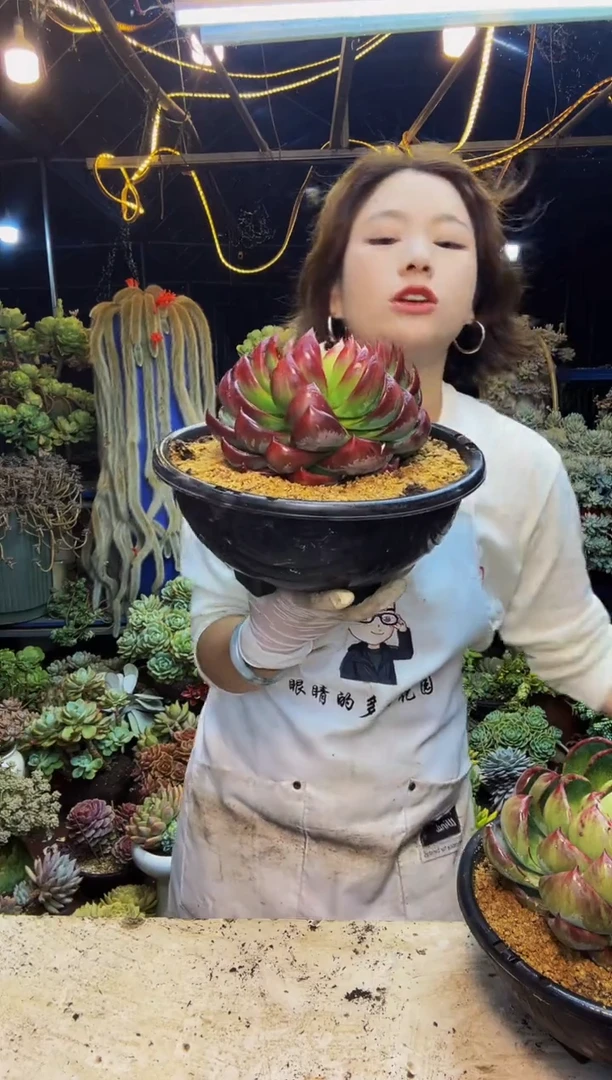 惊鸿仙子一物一拍脱土包邮