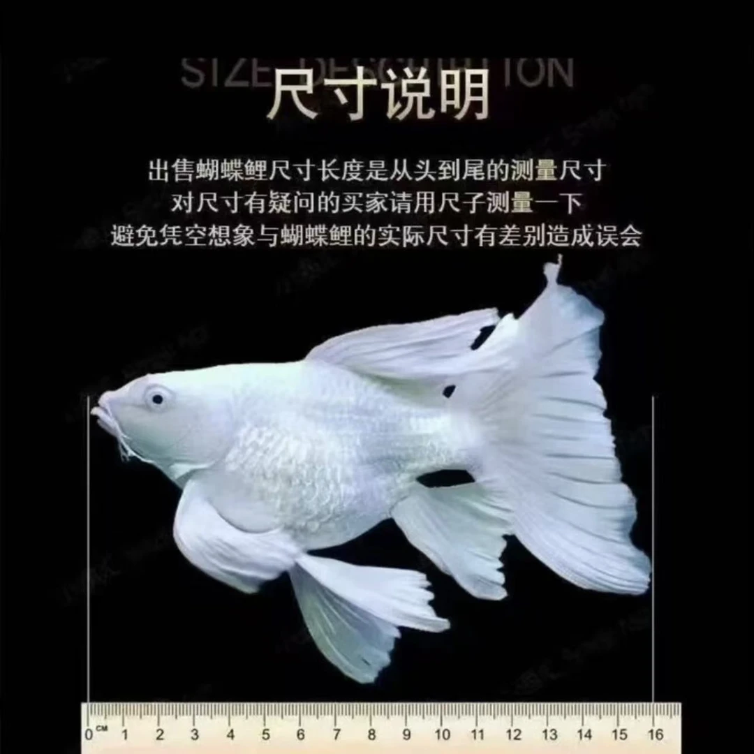 【22-25cm】纯种白普身蝴蝶鲤观赏鱼大鳍大尾冷水好养耐活包邮