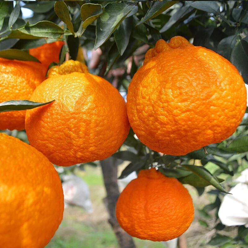 四川丑橘树苗不知火丑桔苗丑橘苗丑八怪苗不知火果树苗丑桔丑橘树