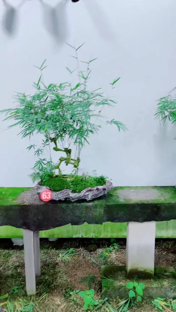 无花朵竹子盆景盆栽