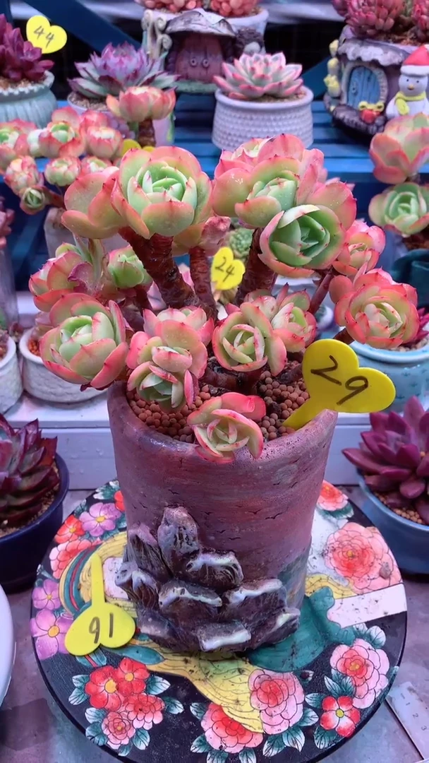 冰**雪29号 模特区1碧桃