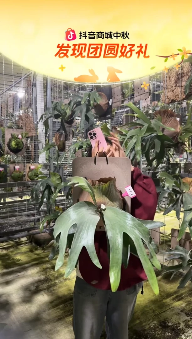 不开花植物L771-银鲑鹿角蕨