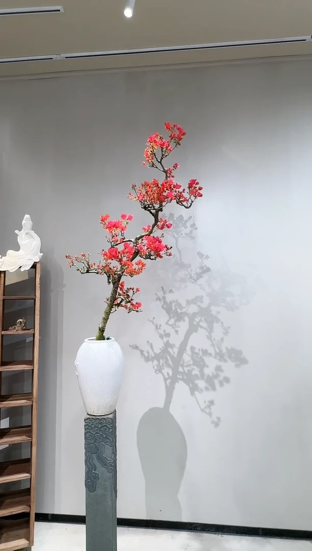 【闪购商品】盆景海岛红