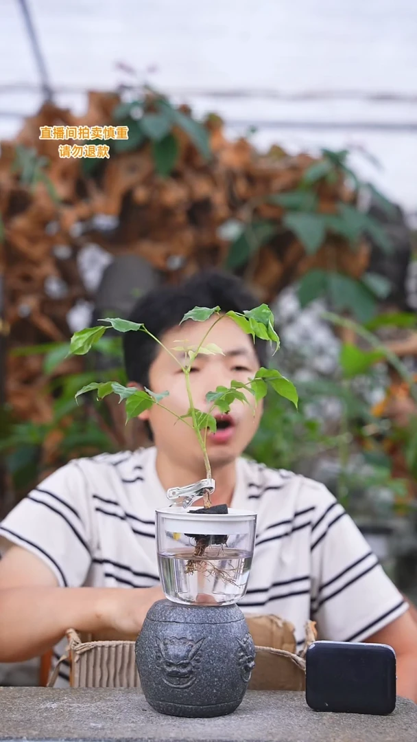 当前无花栽培后可以开花幸福树350+