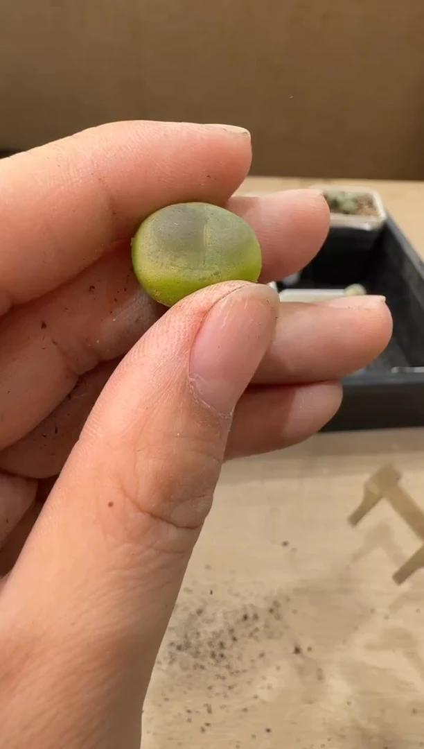 10-325多肉植物肉锥