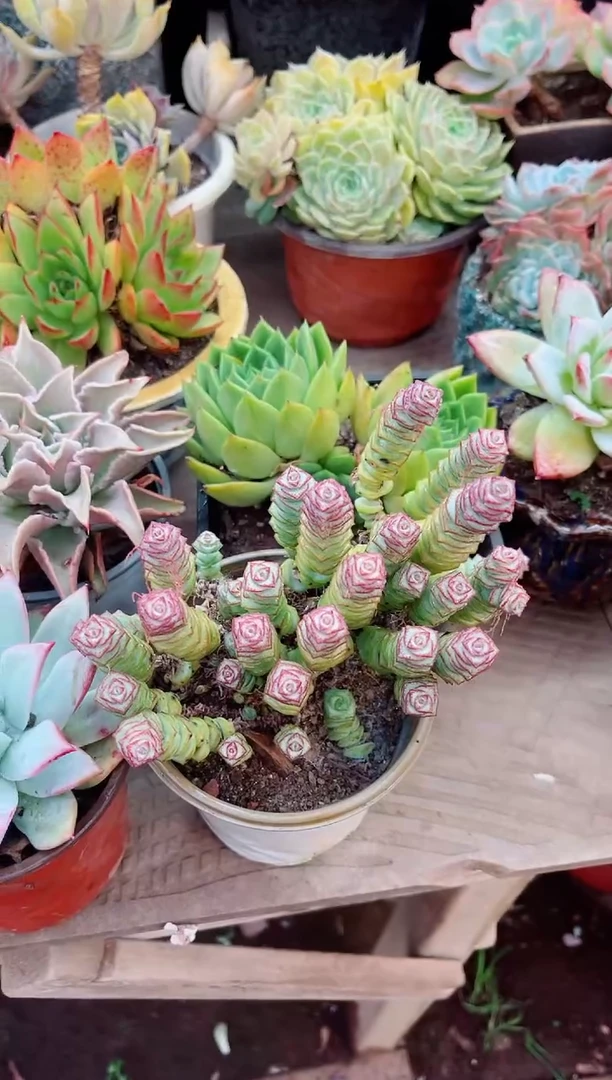 路***挽13050多肉植物一物一拍