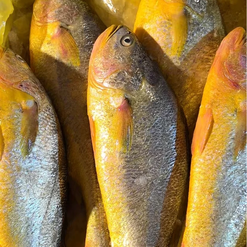 新鲜黄花鱼2斤一条×2