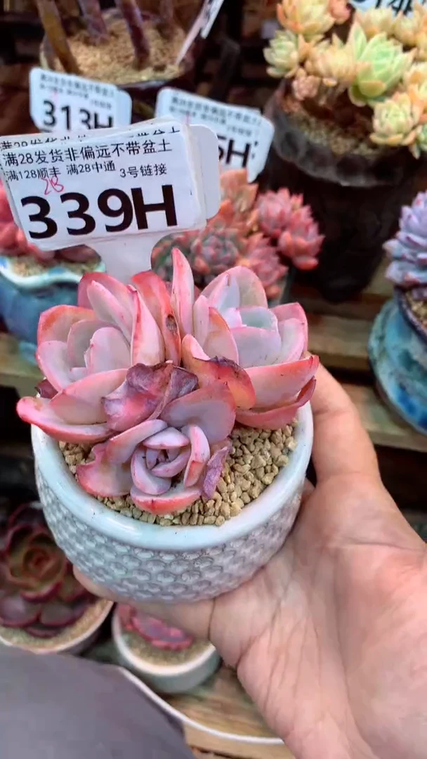 339H（一物一拍实付满28发货，默认不带盆土）